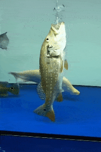 文章笑的表情包gif伤心