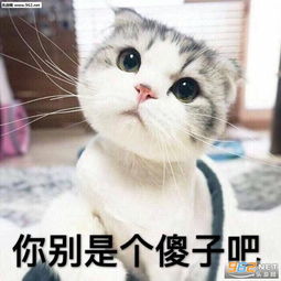  全家人都表示听不懂你在讲啥玩意儿表情包你别是个傻子吧猫咪表情包下载乐游网游戏下载