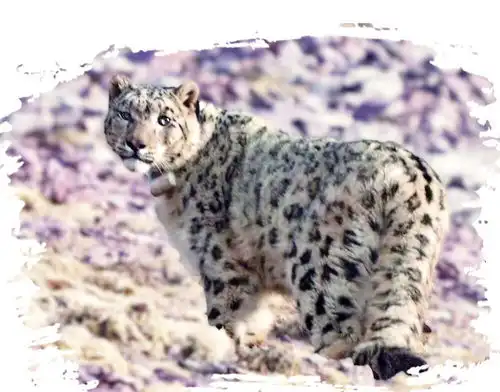 雪豹表情包出圈