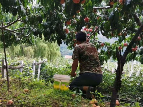  受高温影响,湖北大量优质蜜桃待售,留守桃农呜声求援,24.9元箱包邮,请帮帮他们水果桃子种植网易订阅