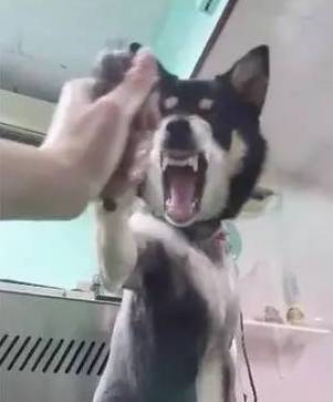  你们给狗狗剪过指甲吗是种怎样的体验