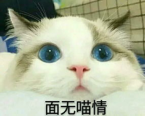  超可爱猫咪撒娇表情包撒个娇萌死你