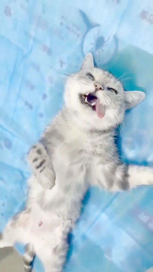  猫咪刚做完绝育,猫咪的表情亮了,一脸的生无可恋