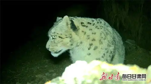 高原大猫频出镜肃北生态建设成果显现 高原大猫频出镜肃北生态建设成果显现