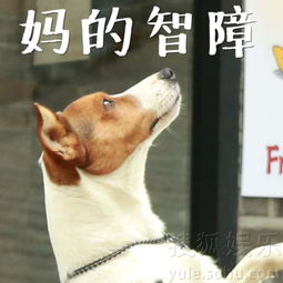  没想到你是这样的胡歌一只狗的内心独白