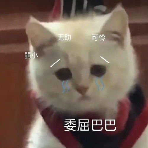  聊天斗图表情包i打爆你的狗头