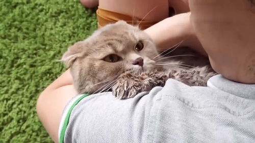  主人帮猫吹毛,猫猫这生无可恋的表情,好萌啊