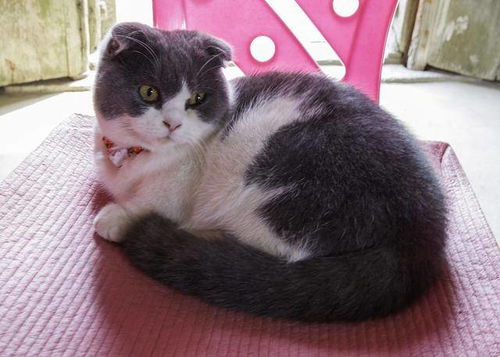  这只小猫一下跳上了五米的深坑路人告诉你答案