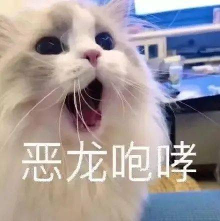  撒娇专用的宠物表情包,请收下我的爱
