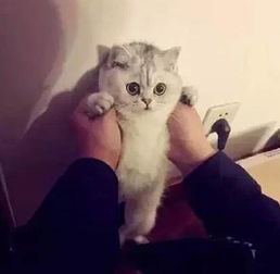  猫咪被铲屎官壁咚,一脸生无可恋
