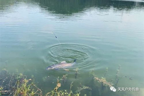  仲秋钓边该钓多远浮漂不动未必没鱼,选好地形更要注意远近