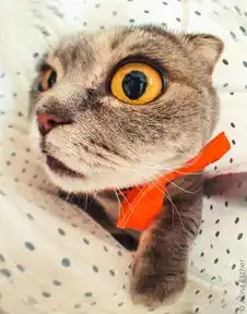 图集摄影师镜头下的超萌表情帝 图集摄影师镜头下的超萌表情帝