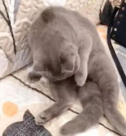  猫咪刚上完厕所就给自己舔毛,一抬头露出的表情,笑翻一大群网友
