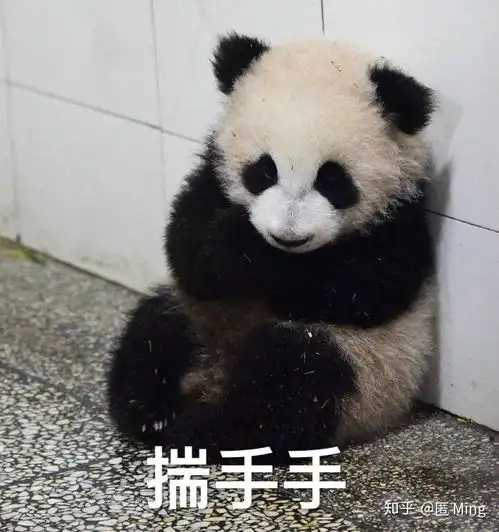 有没有可爱的熊猫表情包注意是真熊猫 有没有可爱的熊猫表情包注意是真熊猫