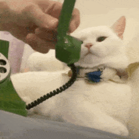  60个聊天可爱小猫咪表情包