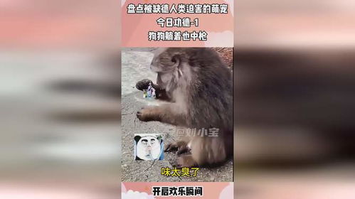  盘点那些被缺德人类迫害的萌宠们,臭气包给猴哥,猴哥表情亮了