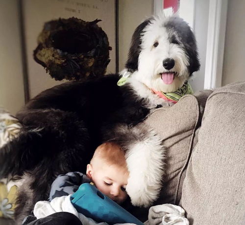  有三个小主人还能在家里称老大,这只古牧真的厉害了