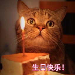  生日快乐表情包猫咪图片版13张