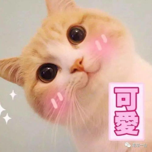  斗图日常喵咪可爱表情包