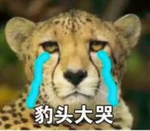  8.17七夕档快把我哥带走漫改真人版,不jian不散