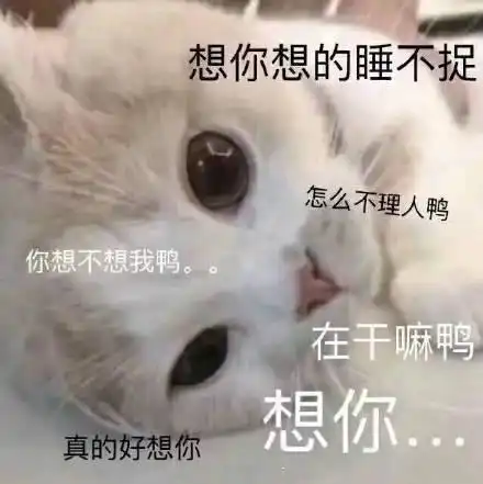 猫咪表情包想你,脑子里全是你 猫咪表情包想你,脑子里全是你