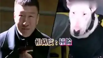 小狗看电影的个人频道 小狗看电影的个人频道