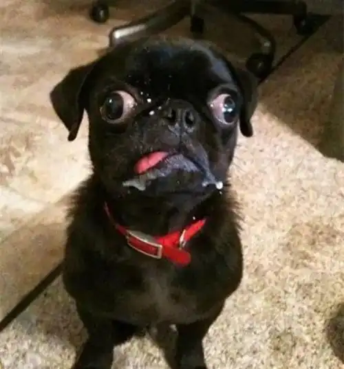 不是所有的狗狗吐舌头都是卖萌,看到最后一只简直辣眼睛 不是所有的狗狗吐舌头都是卖萌,看到最后一只简直辣眼睛