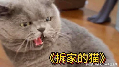  比二哈还二哈的猫,拆起家来无人可比