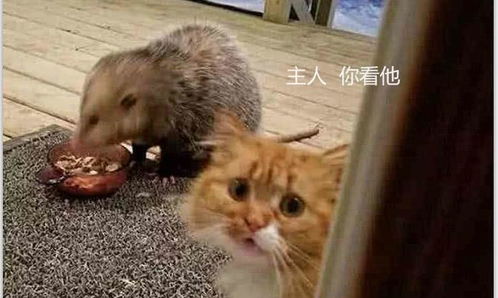  豪猪抢了橘猫的食物,转身向主人告状,委屈巴巴的样子简直萌化了