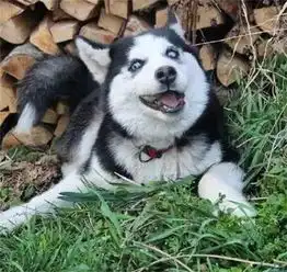 雪豹表情包人工