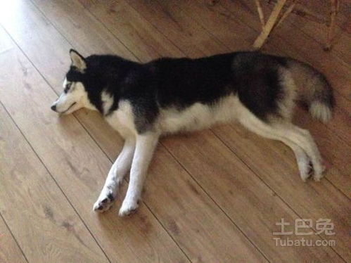  哈士奇吃什么狗粮好哈士奇喂养的注意事项