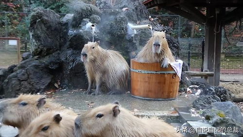 水豚情绪稳定,为什么它有治愈心灵的魔力 水豚情绪稳定,为什么它有治愈心灵的魔力