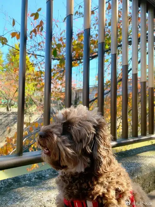 组图木村光希戴鸭舌帽打扮低调悠闲遛狗amu口吐舌头表情抢镜 组图木村光希戴鸭舌帽打扮低调悠闲遛狗amu口吐舌头表情抢镜