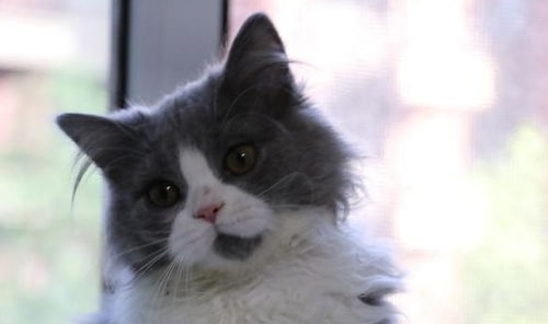  沐米宠物英国短毛猫猫咪疫苗注射的相关问题