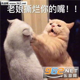  忘了他吧我卖萌养你表情包微信猫咪卖萌表情包下载乐游网游戏下载