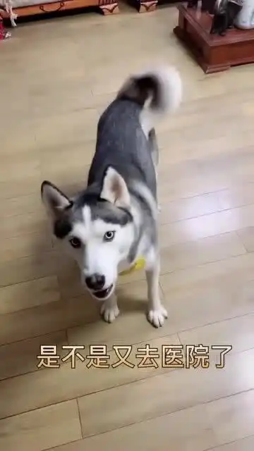 哈士奇你怎么才回来,急死我了是不是又去医院了 哈士奇你怎么才回来,急死我了是不是又去医院了