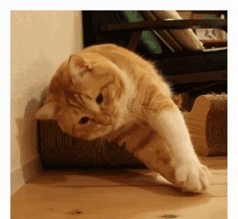  又丧又肥橘猫天然丧脸走红网路,连玩个球都懒得站起来