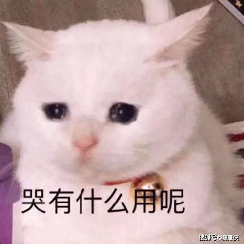  最新表情包图片我到底哪里错了嘛,都不理人家