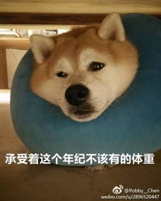  用一个表情包形容你的专业,广告设计躺枪