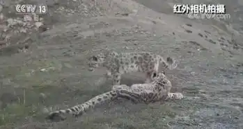 甘肃酒泉雪豹频现盐池湾自然保护区 甘肃酒泉雪豹频现盐池湾自然保护区