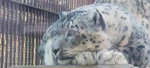 全国唯一雪豹繁育研究长期科研基地落地青海西宁 全国唯一雪豹繁育研究长期科研基地落地青海西宁