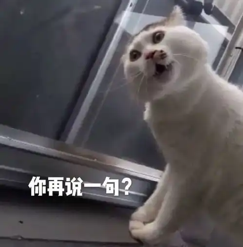  猫猫打架有多吓人,金牌拳击手间的pk
