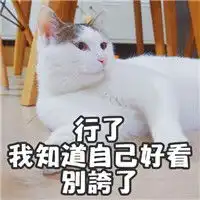 著名网黄猫日表情包带字超萌超可爱的猫咪表情 著名网黄猫日表情包带字超萌超可爱的猫咪表情
