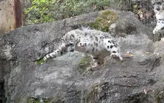 雪豹妈妈教孩子怎么从高处跳下去,这表情绝了 雪豹妈妈教孩子怎么从高处跳下去,这表情绝了