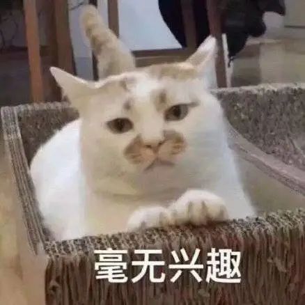  表情包猫可以了再说就烦了