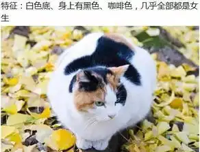 猫咪的毛色看出他个性 猫咪的毛色看出他个性