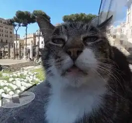 网友在看地图街景时,突然扫到一只猫,结果它的表情笑死人了... 网友在看地图街景时,突然扫到一只猫,结果它的表情笑死人了...