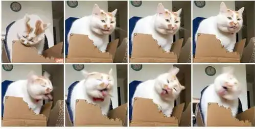 人气超高的网红猫去世,你的表情包里面还会有它们吗 人气超高的网红猫去世,你的表情包里面还会有它们吗