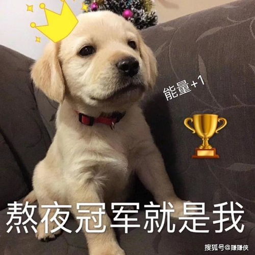 人人都爱表情包图片打爆你的狗头