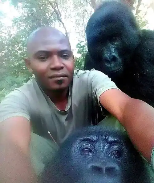 刚果护林员与濒危大猩猩自拍,大腹便便镜头感十足 刚果护林员与濒危大猩猩自拍,大腹便便镜头感十足